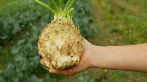 Close-up of hand holding fruit