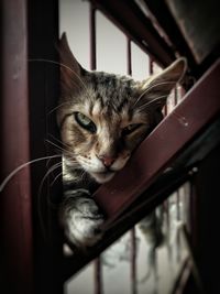 Close-up of cat on railing