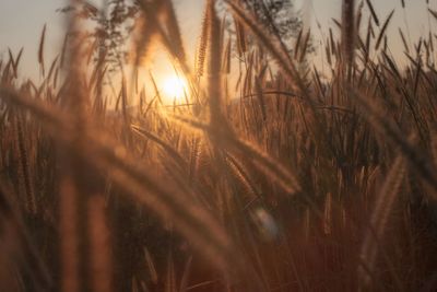 Close-up of stalks in field against bright sun