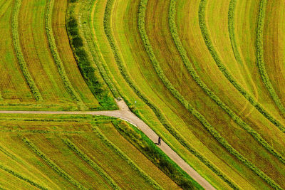 Scenic view of agricultural field