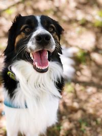 Close-up portrait of a dog