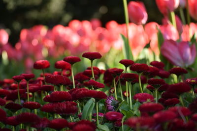 Close-up of red flowers in bloom on field