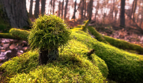 Close-up of fresh green plants