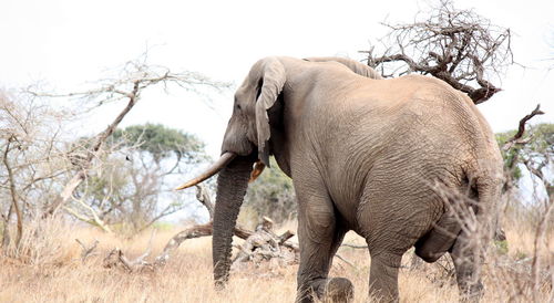 Elephant in a sunlight