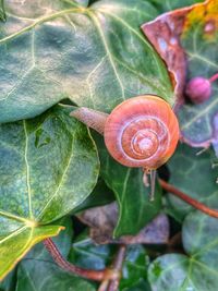 Close-up of snail on plant