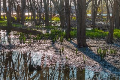 Trees growing in forest