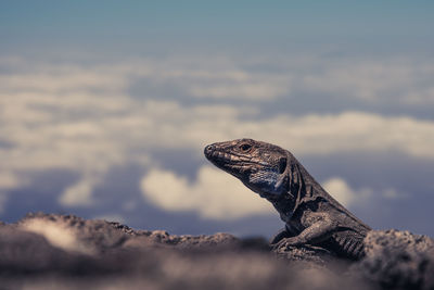 Close-up of lizard on rock