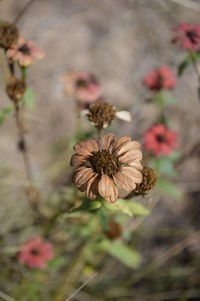 Close-up of wilted flowering plant