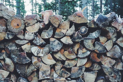 Stacked logs at forest
