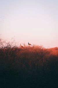 View of peacock sitting on a tree during sunset