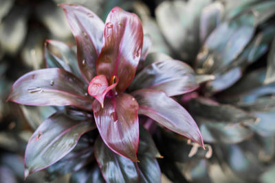 Close-up of pink lily flowers