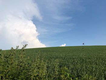Scenic view of agricultural field against sky