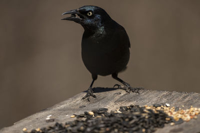 A grackle visits a feeder to feast.