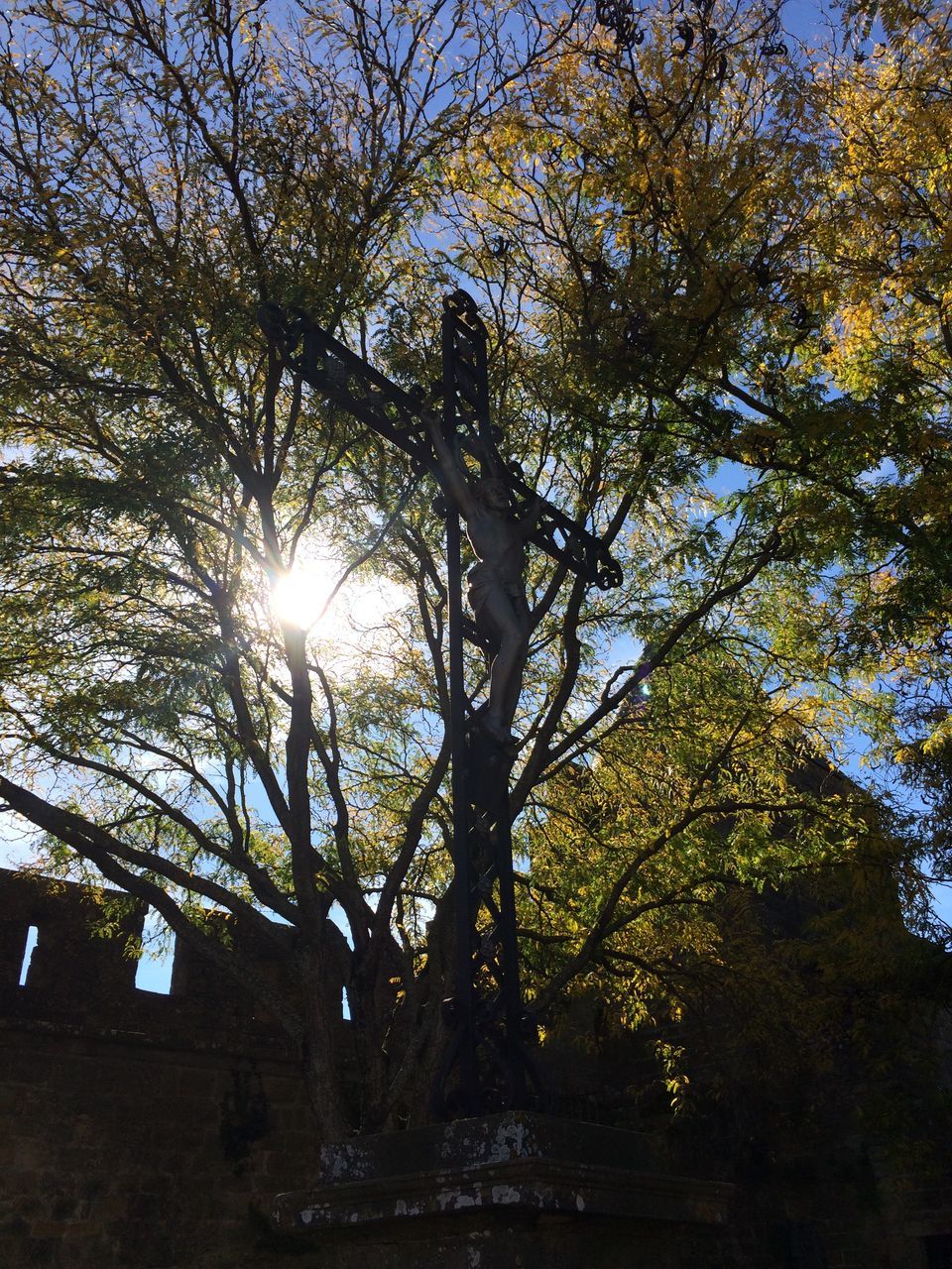 tree, sun, low angle view, sunbeam, sunlight, lens flare, growth, tranquility, branch, nature, beauty in nature, forest, back lit, tree trunk, sunny, bright, tranquil scene, sky, scenics, outdoors