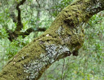 Close-up of lizard on tree trunk