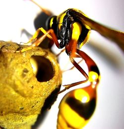 Close-up of insect on yellow leaf