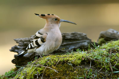 Close-up of bird perching on rock