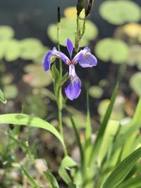 Close-up of purple flowering plant