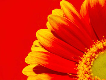 Close-up of orange flower against red background