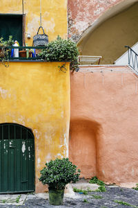 Potted plant against building
