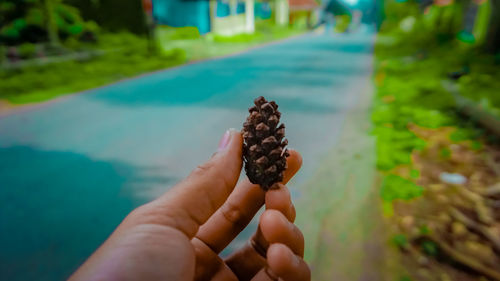 Close-up of hand holding leaf