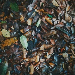 Low angle view of leaves on wet street