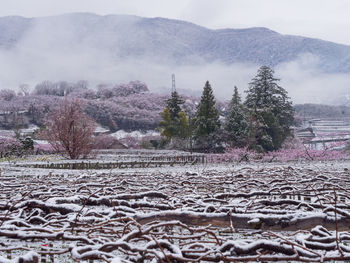 Scenic view of snow covered field against sky