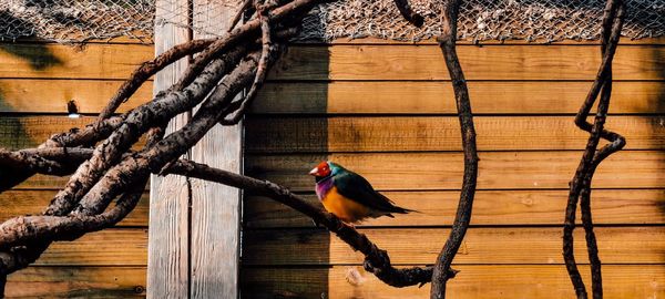 Bird perching on a tree