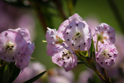 Close-up of pink flowers