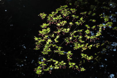 Trees growing at night