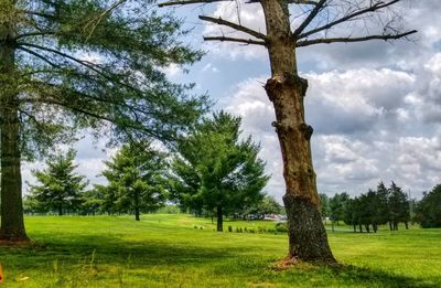 Trees in park against sky