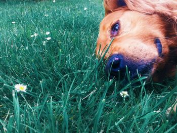 Dog standing on grassy field