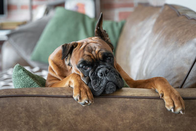 A dog is lying on a leather sofa in the living room, an animal in the interior