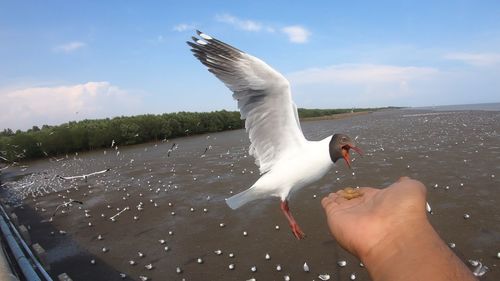 Cropped image of hand feeding seagulls