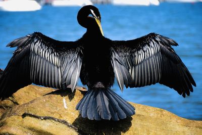 Close-up of bird flying over rock against sea