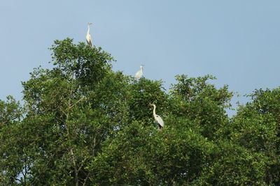 Gray heron perching on tree against clear sky