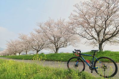 Bicycle parked by tree on field against sky