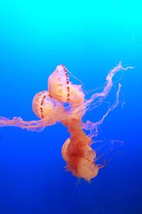 Close-up of jellyfish