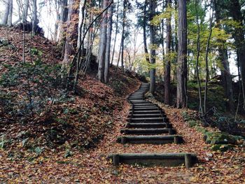 Walkway amidst trees in forest