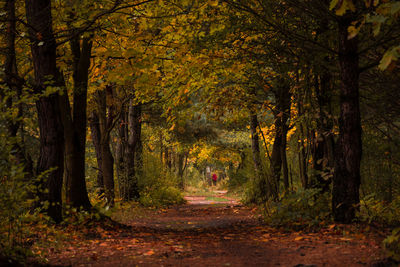 Road amidst trees 