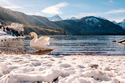 Swan swimming in lake against mountain range