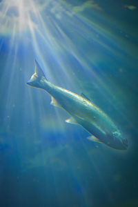 Close-up of fish swimming in sea