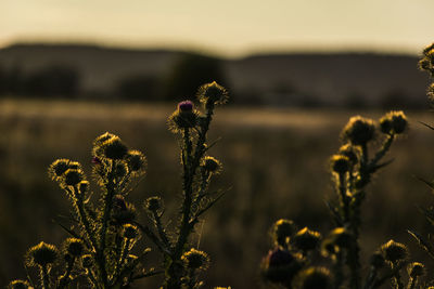 Thistle on field during sunrise