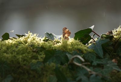 Close-up of insect perching on plant