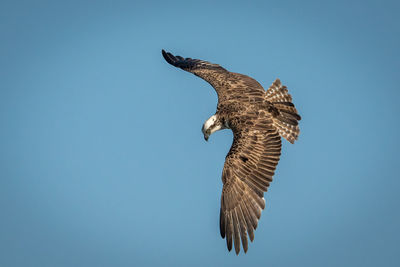 Low angle view of flying eagle