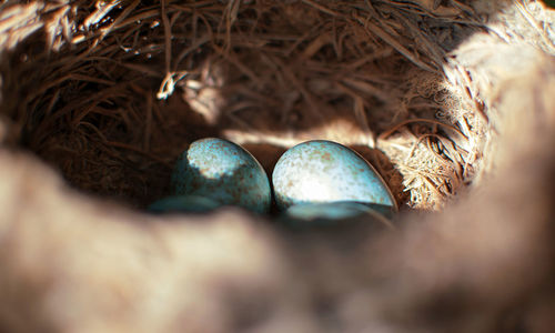 High angle view of eggs in nest