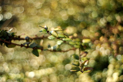 Close-up of flowering plant against blurred background