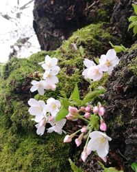 Close-up of white flowers blooming outdoors