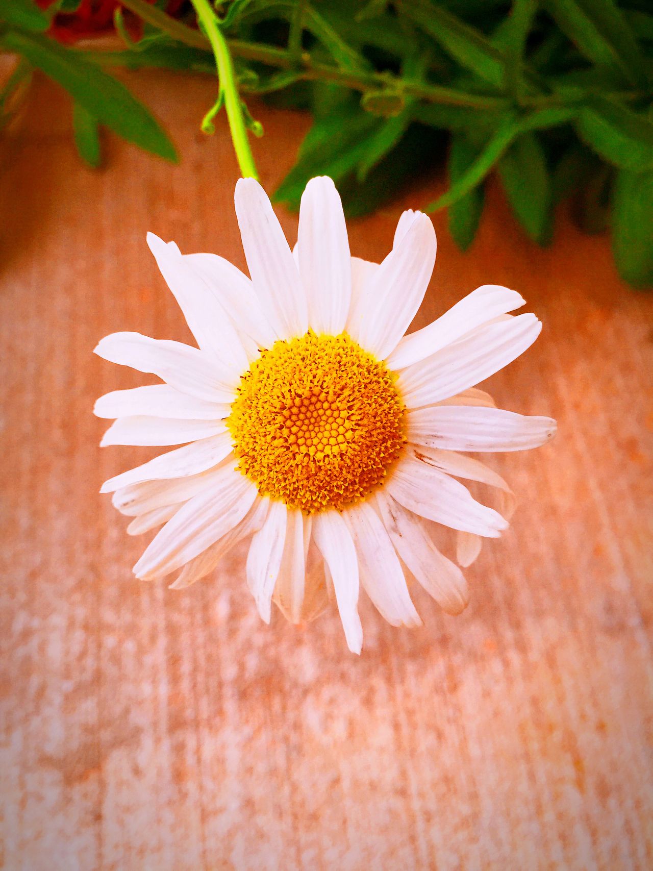 White petals