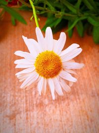 Close-up of white daisy flower